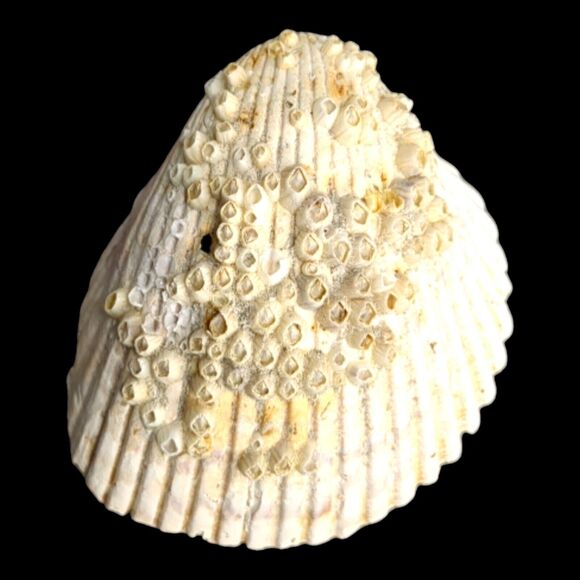 Lot 9 Atlantic Giant Cockle Shells Dinocardium Vobustum Nautical Seashells Beach - Picture 6 of 16